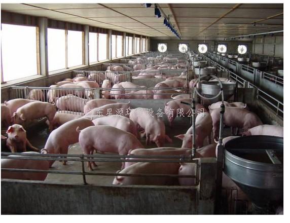 科學(xué)養(yǎng)豬讓你達(dá)到社會(huì)經(jīng)濟(jì)環(huán)境效益三統(tǒng)一